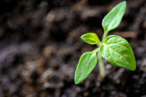 a small green seedling growing upward